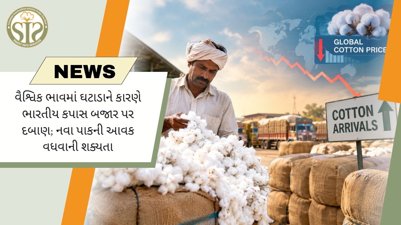 વૈશ્વિક ભાવ ઘટતાં કપાસ બજાર દબાણમાં