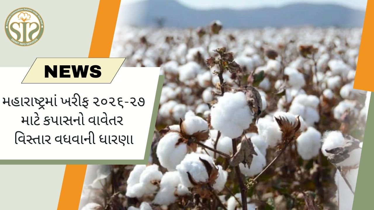 મહારાષ્ટ્રમાં કપાસનો વિસ્તાર વધવાની શક્યતા