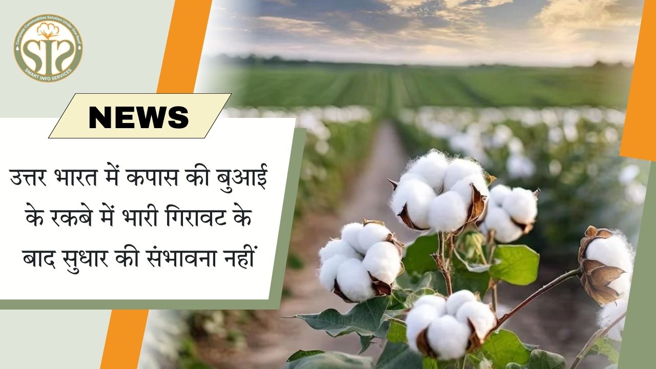 उत्तर भारत में कपास की बुआई के रकबे में भारी गिरावट के बाद सुधार की संभावना नहीं