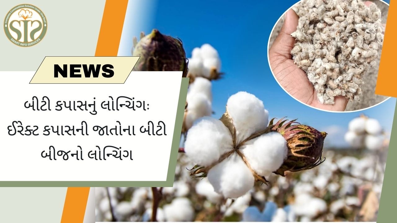 બીટી કપાસનો પ્રારંભ: સીધી જાતોના બીટી બીજનો પ્રારંભ