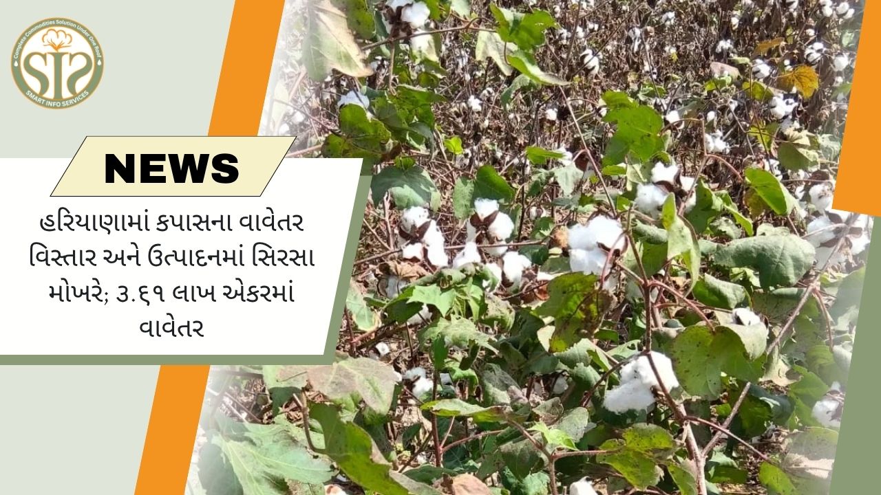 કપાસના ઉત્પાદનમાં સિરસા હરિયાણામાં પ્રથમ
