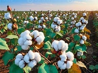 Kasturi Cotton Drives Sustainable Growth