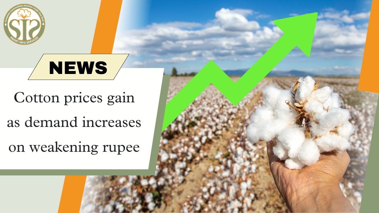 Cotton prices rise due to rupee weakness