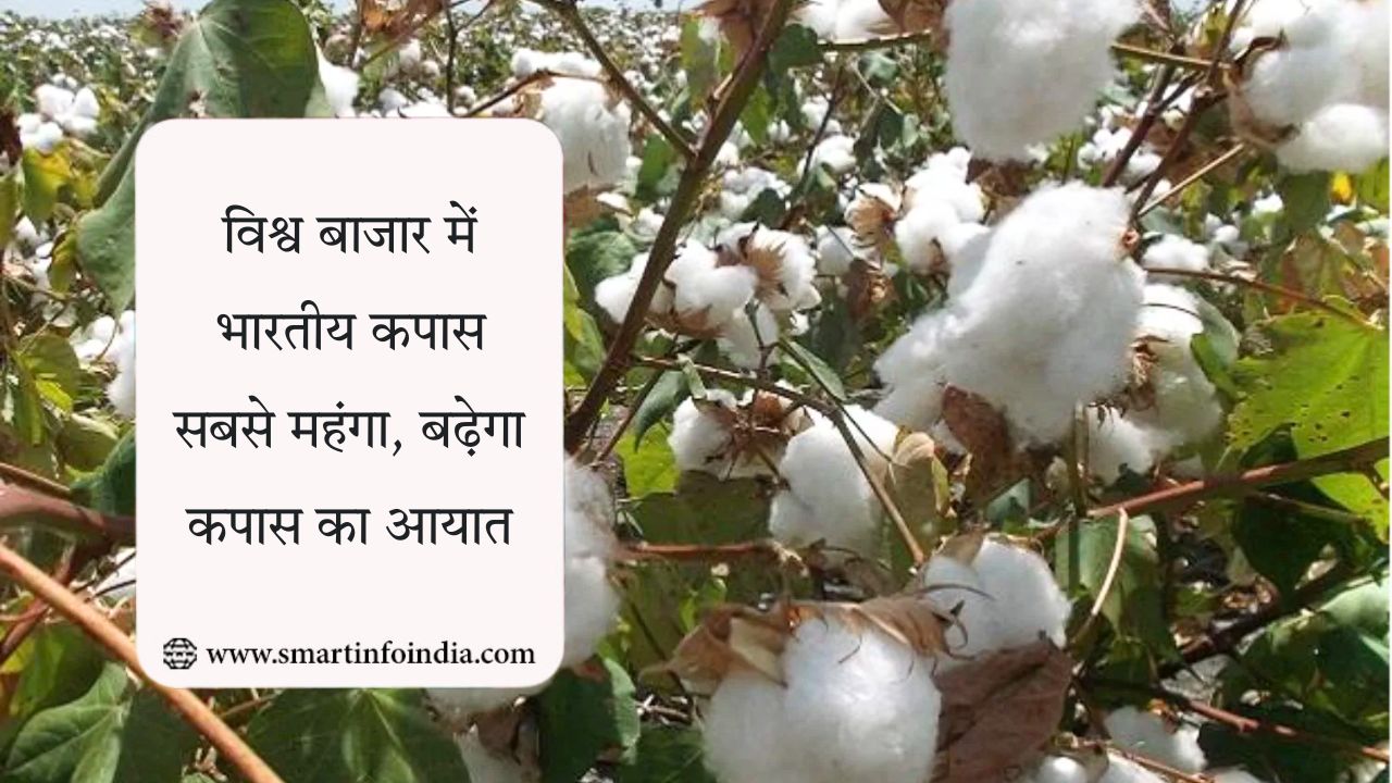 विश्व बाजार में भारतीय कपास सबसे महंगा, बढ़ेगा कपास का आयात