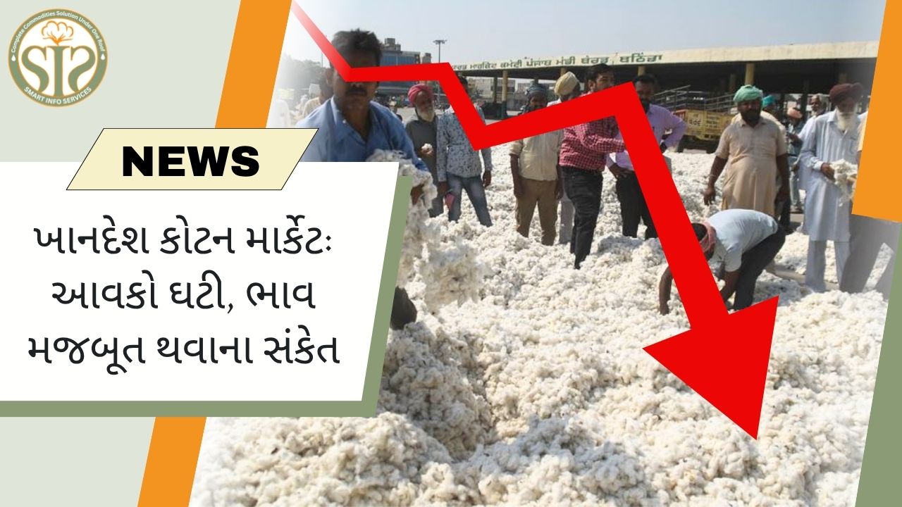ખાનદેશ કપાસ: ઓછી આવક, મજબૂત ભાવ