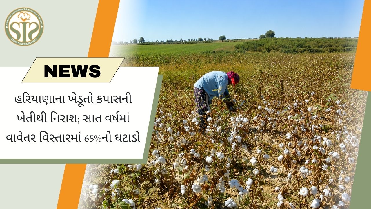 હરિયાણામાં કપાસ ખેતીથી ખેડૂતોનો મોહભંગ, વિસ્તાર 65% ઘટ્યો