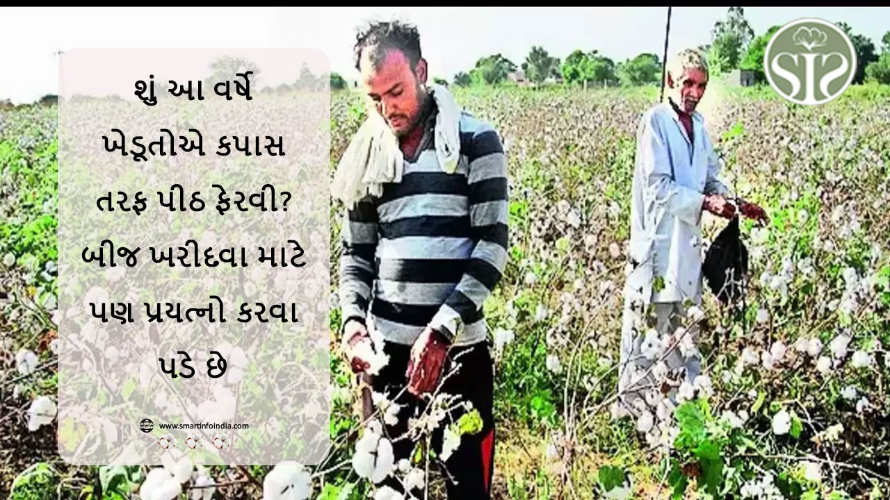 આ વર્ષે ખેડૂતોએ કપાસથી મોં ફેરવ્યું?