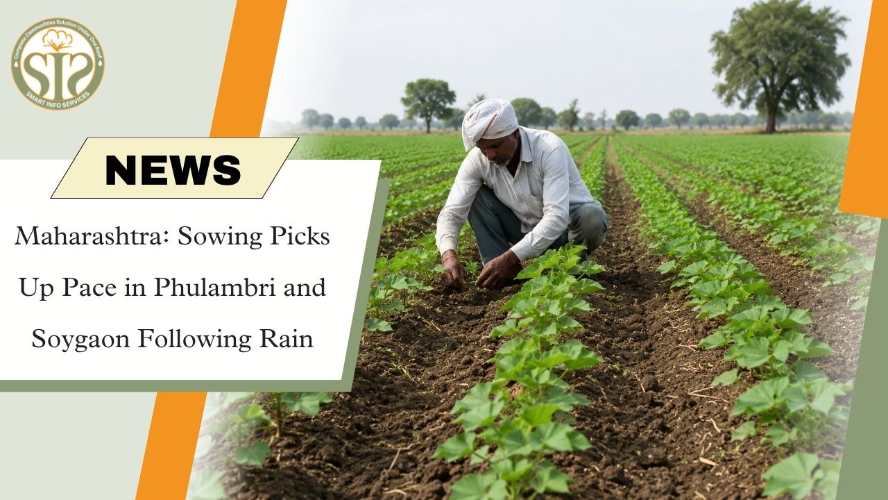 Rain Boosts Sowing in Phulambri