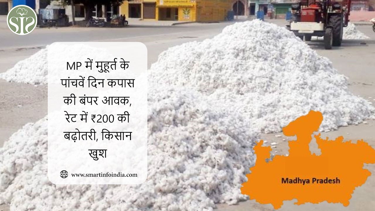 MP में मुहूर्त के पांचवें दिन कपास की बंपर आवक, रेट में ₹200 की बढ़ोतरी, किसान खुश