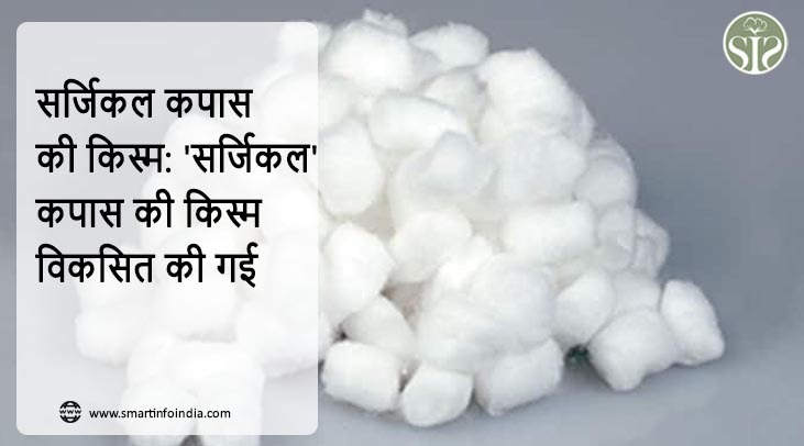सर्जिकल कपास की किस्म: 'सर्जिकल' कपास की किस्म विकसित की गई