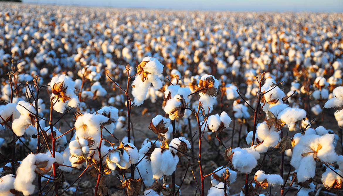 How will the area increase? Fear of pink bollworm haunts cotton farmers, steps back from planting cotton