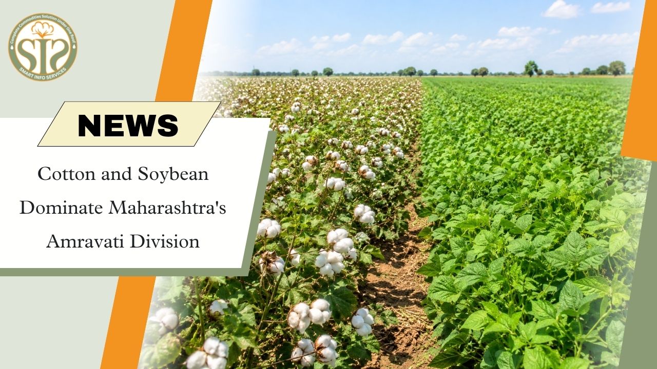 Cotton, Soybean Lead Amravati Kharif Sowing
