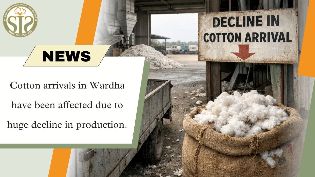 Cotton arrivals affected due to fall in production in Wardha