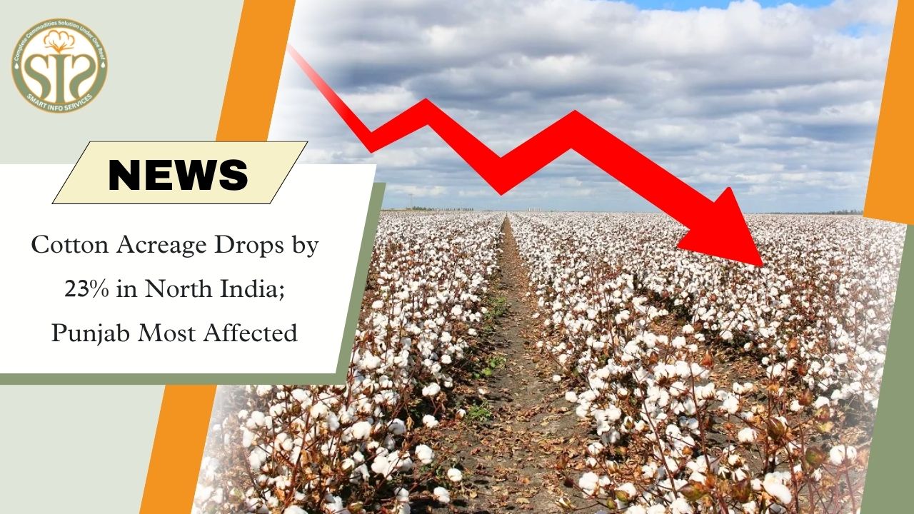 North India Cotton Acreage Falls 23%
