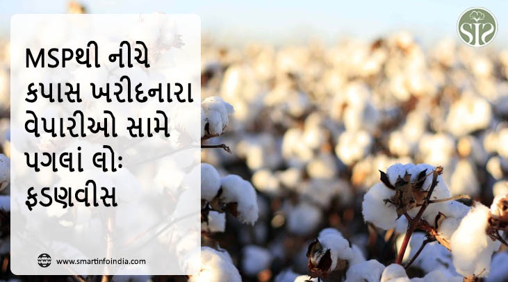 MSPથી નીચે કપાસ ખરીદનારા વેપારીઓ સામે પગલાં લોઃ ફડણવીસ