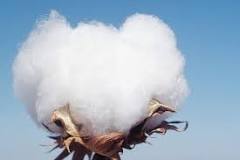 Bad condition of cotton in Punjab, crop sales 25 percent less than last year