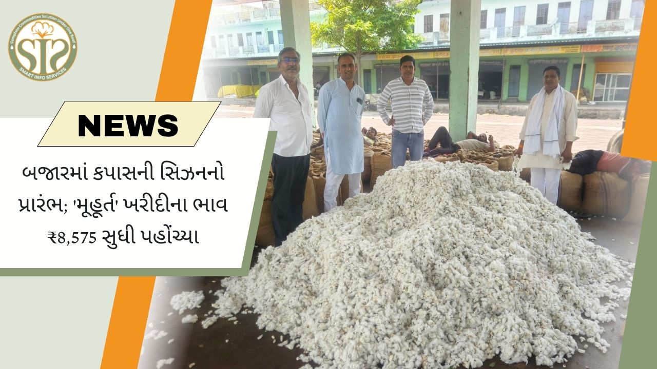કપાસ સીઝન શરૂ, મુહૂર્ત ભાવ ₹8,575
