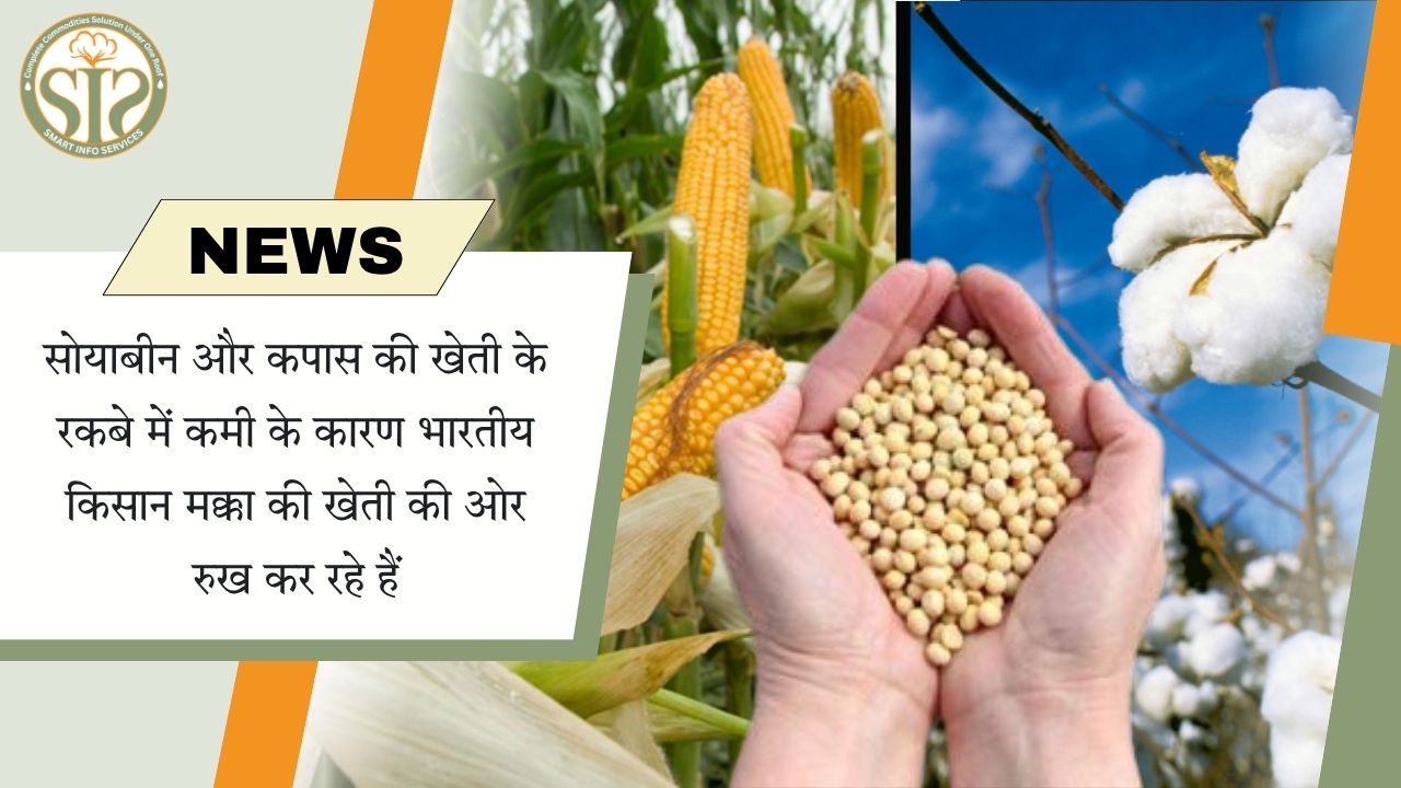मक्का की ओर बढ़ते किसान: सोयाबीन-कपास की खेती में गिरावट