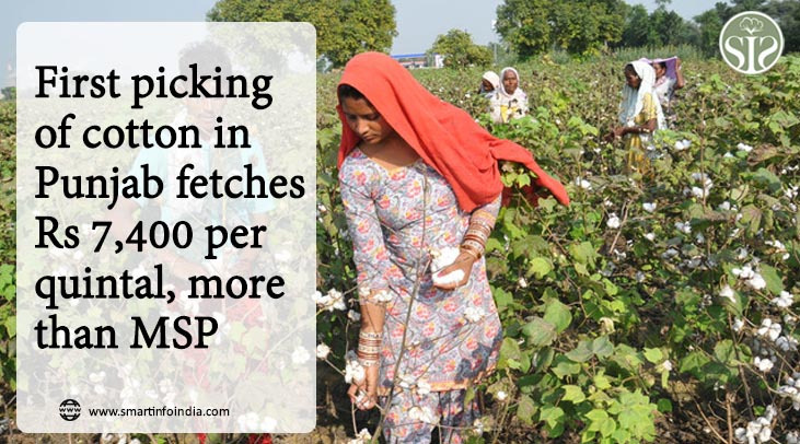 On first harvest of cotton in Punjab, price of Rs 7,400 per quintal is higher than MSP.