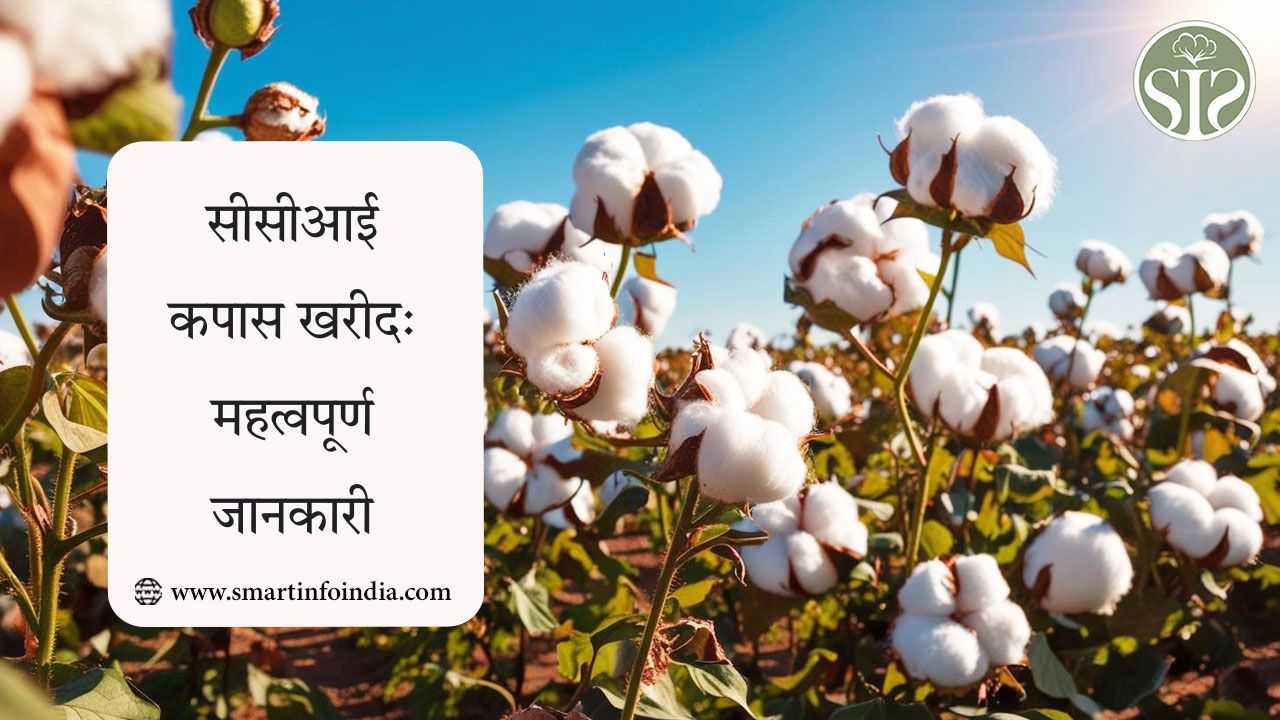 सीसीआई कपास खरीदी: महत्वपूर्ण जानकारी