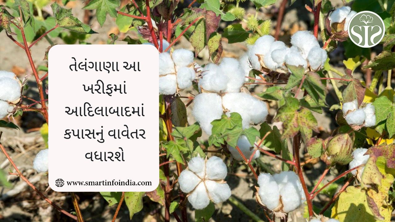 તેલંગાણા આ ખરીફમાં આદિલાબાદમાં કપાસનું વાવેતર વધારશે