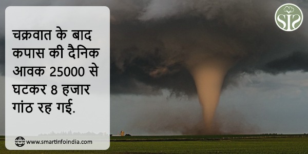 चक्रवात के बाद कपास की दैनिक आवक 25000 से  घटकर 8 हजार गांठ रह गई.