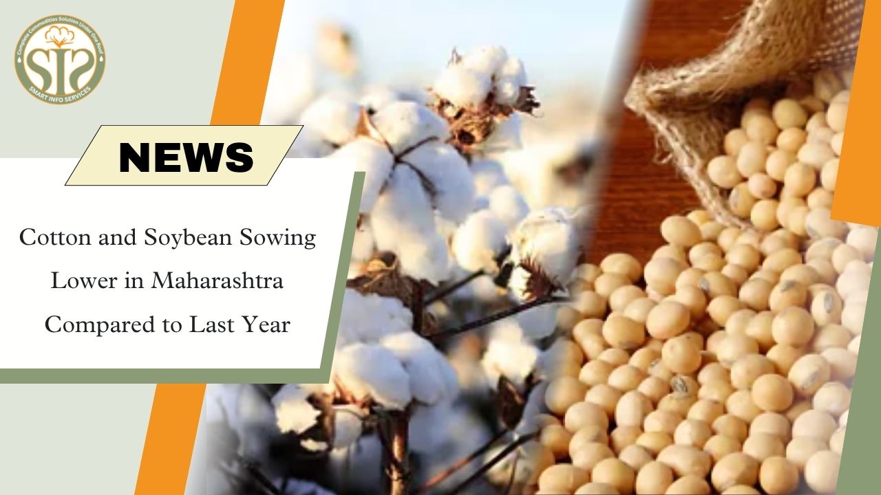 Maharashtra Cotton, Soybean Sowing Trails
