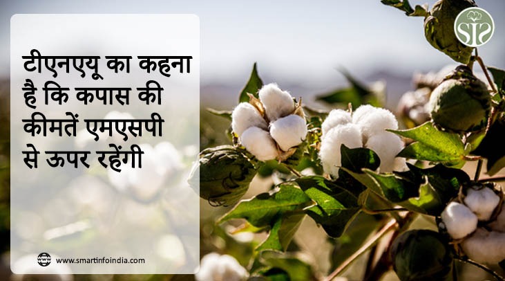 टीएनएयू का कहना है कि कपास की कीमतें एमएसपी से ऊपर रहेंगी