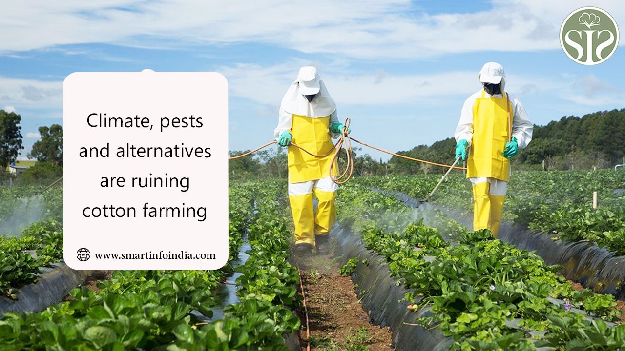 Climate, pests and alternatives are ruining cotton farming