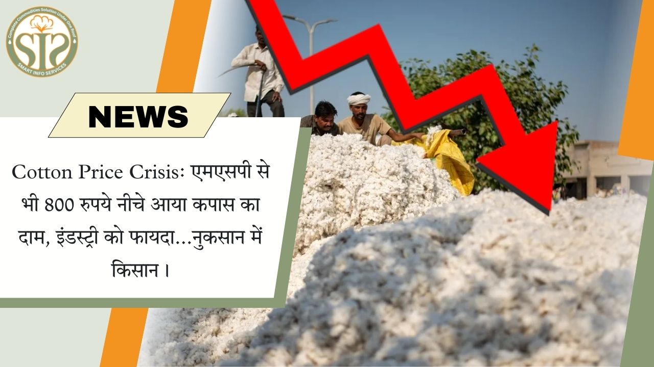 कपास कीमत संकट: एमएसपी से 800 रुपये नीचे, किसान नुकसान में