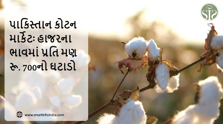 પાકિસ્તાન કોટન માર્કેટઃ હાજરના ભાવમાં પ્રતિ મણ રૂ. 700નો ઘટાડો