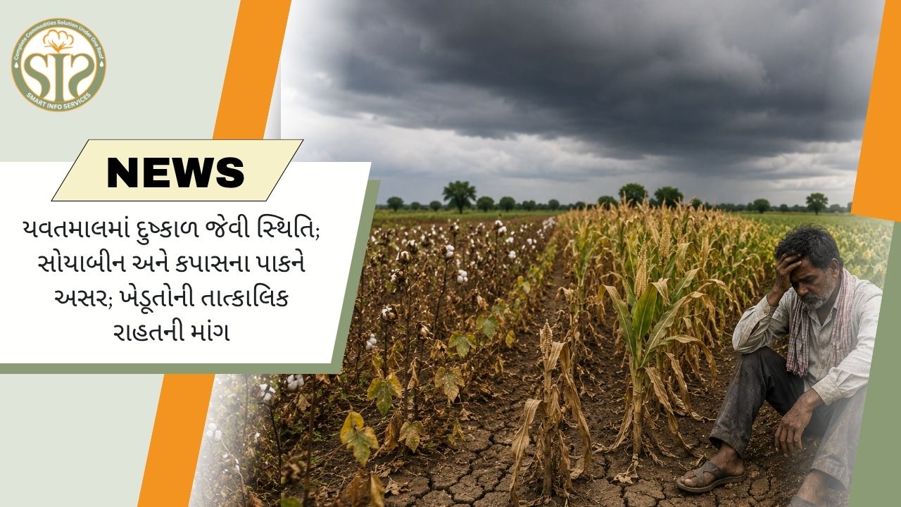 યવતમાળમાં દુષ્કાળ જેવા હાલાત, કપાસ-સોયાબીન અસરગ્રસ્ત