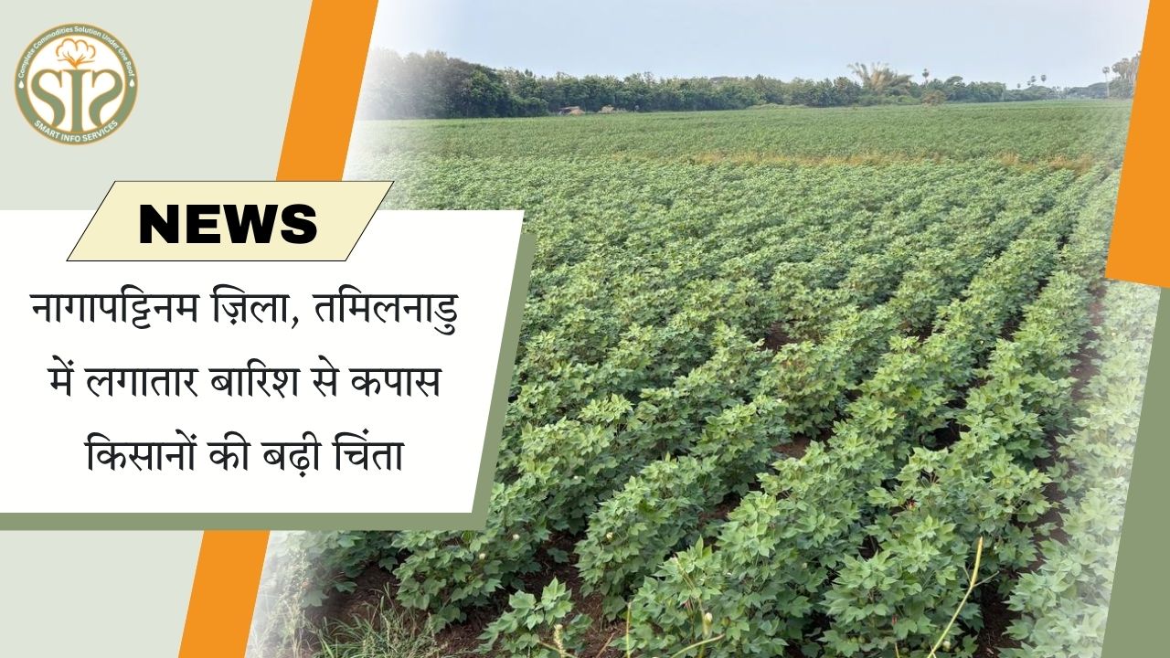 तमिलनाडु: नागपट्टिनम ज़िले में लगातार बारिश से किसान चिंतित