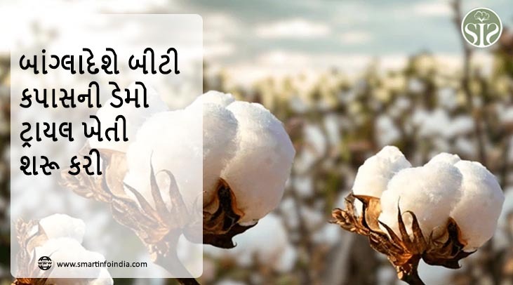 બાંગ્લાદેશે બીટી કપાસની ડેમો ટ્રાયલ ખેતી શરૂ કરી