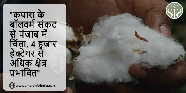 "कपास के बॉलवर्म संकट से पंजाब में चिंता, 4 हजार हेक्टेयर से अधिक क्षेत्र प्रभावित"
