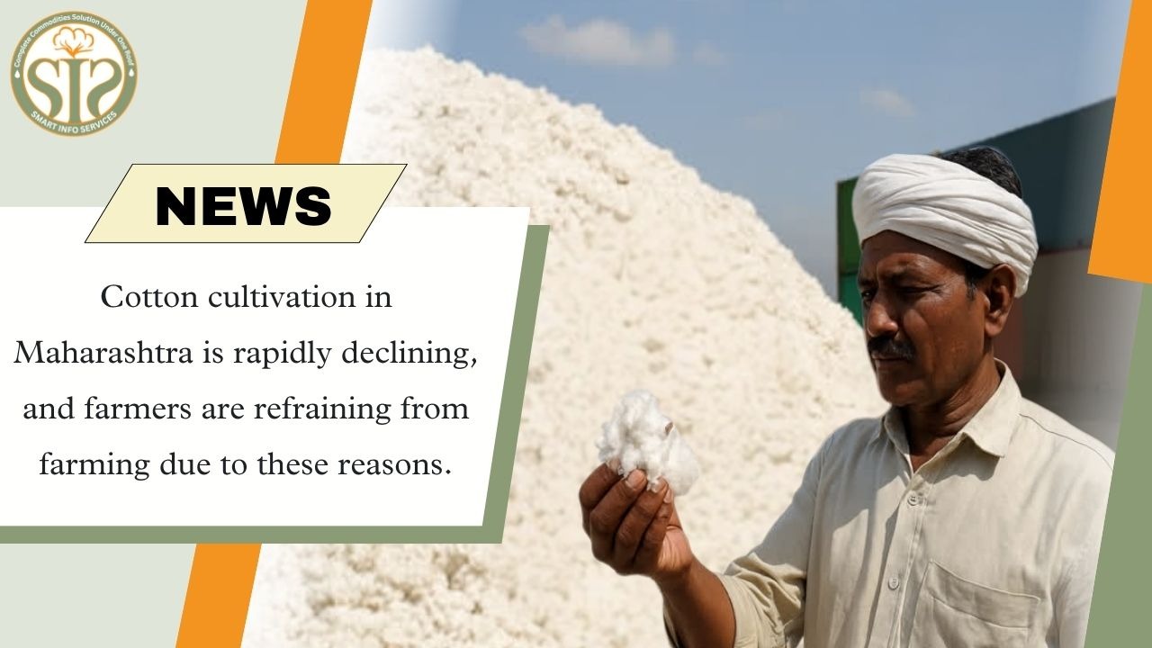Reasons behind declining cotton cultivation in Maharashtra
