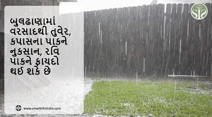 બુલઢાણા અને રવિમાં વરસાદથી તુવેર અને કપાસના પાકને ફાયદો થઈ શકે છે.