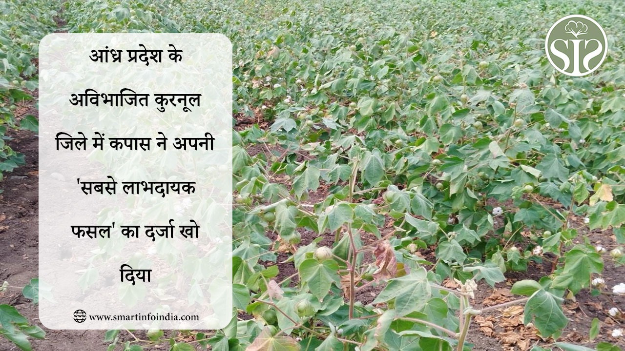 आंध्र प्रदेश के अविभाजित कुरनूल जिले में कपास ने अपनी 'सबसे लाभदायक फसल' का दर्जा खो दिया