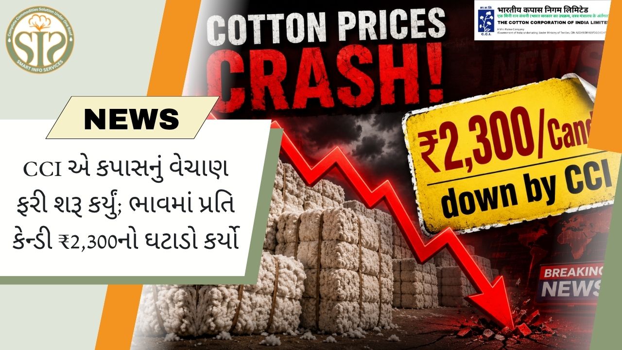 CCIએ ₹2,300 ઘટાડા સાથે કપાસ વેચાણ ફરી શરૂ કર્યું