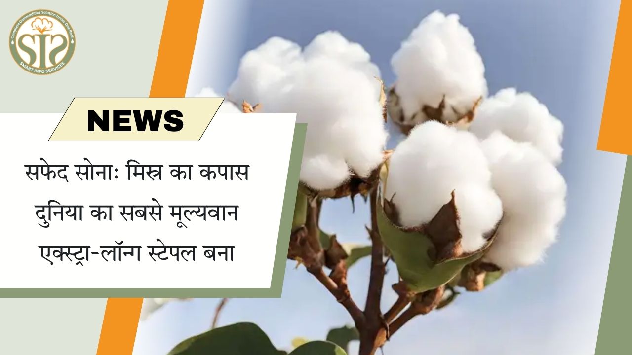 मिस्र का कपास बना दुनिया का सबसे महंगा सफेद सोना