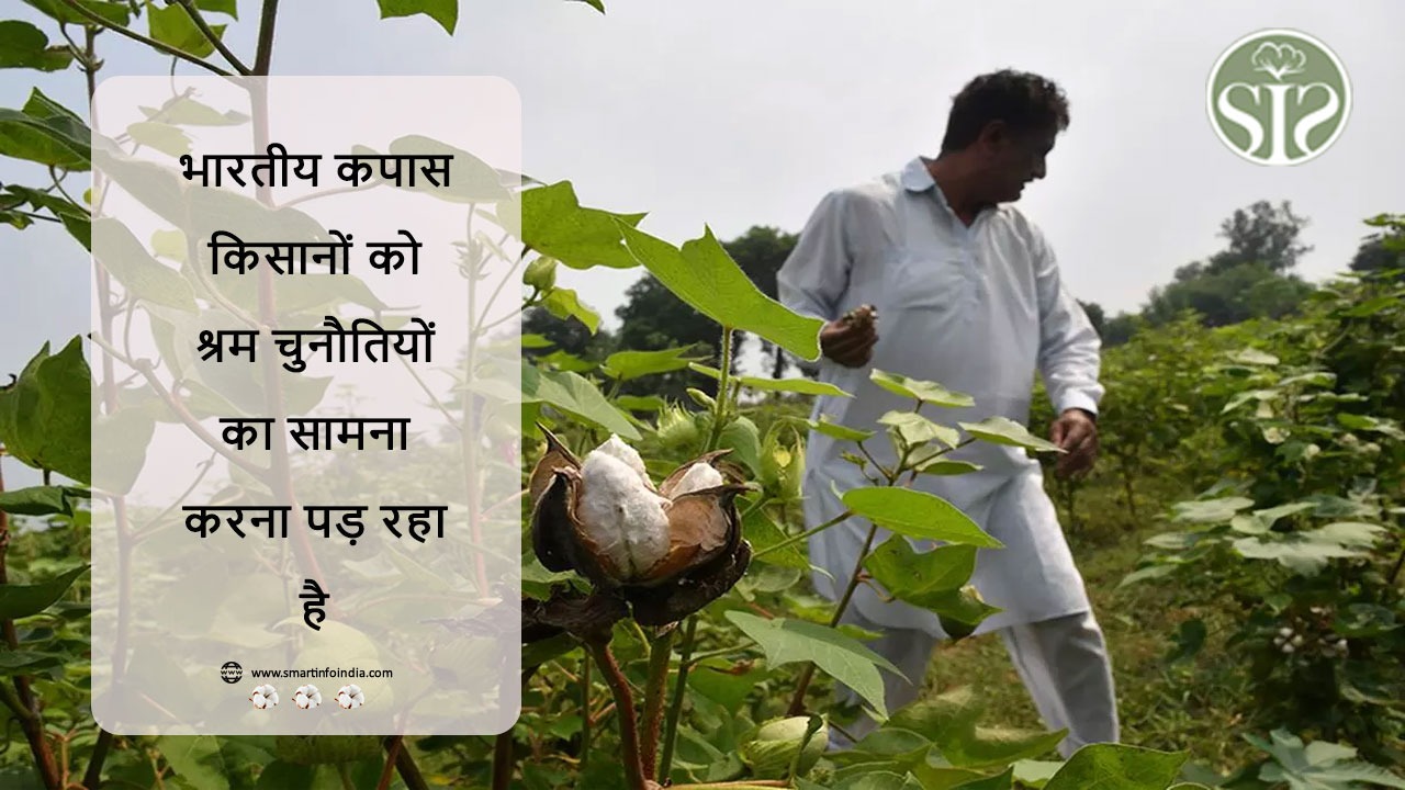 *भारतीय कपास किसानों को श्रम चुनौतियों का सामना करना पड़ रहा है*