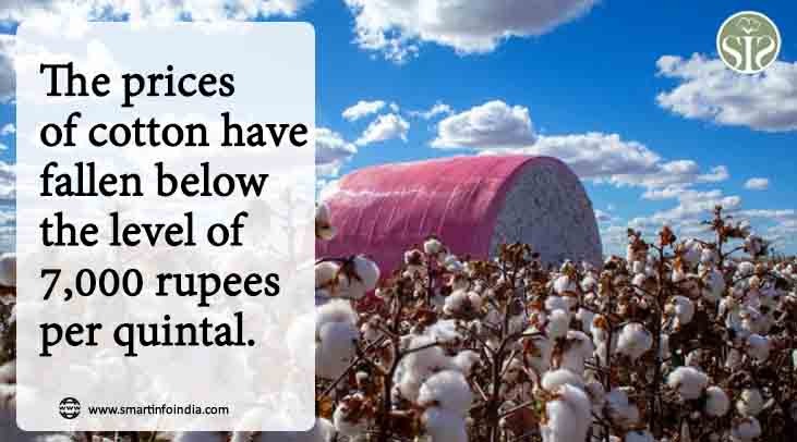 Cotton prices have come down below Rs 7,000 per quintal level