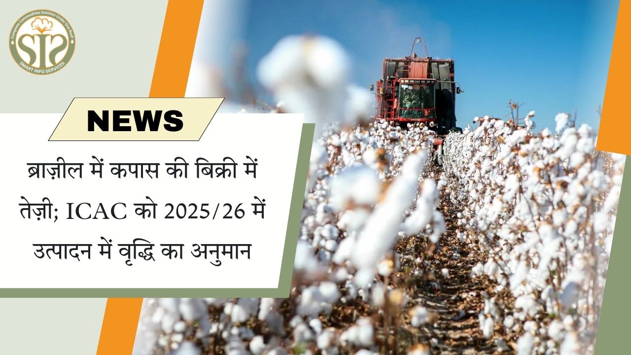ब्राज़ील में कपास की बिक्री में तेज़ी; ICAC को 2025/26 में उत्पादन में वृद्धि का अनुमान