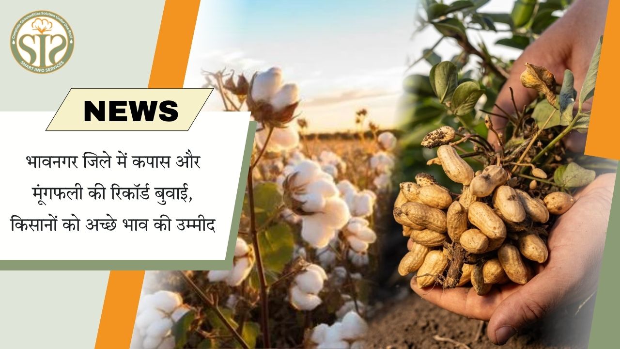 भावनगर में कपास बुवाई रिकॉर्ड