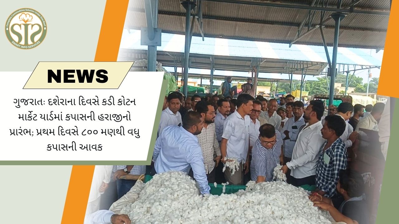 દશેરાએ કડીમાં કપાસની હરાજી શરૂ