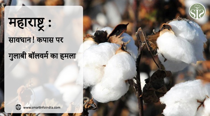 महाराष्ट्र : सावधान..! कपास पर गुलाबी बॉलवर्म का हमला