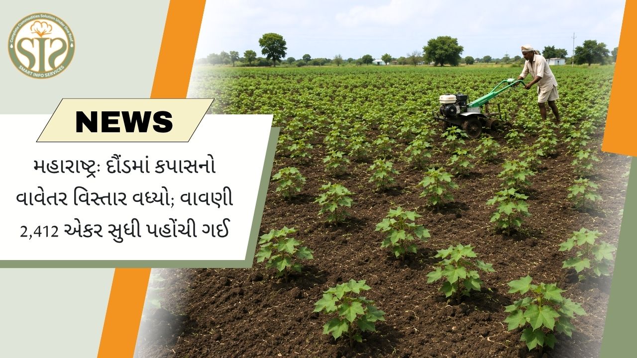 દૌંડમાં કપાસનું વાવેતર 2,412 એકર
