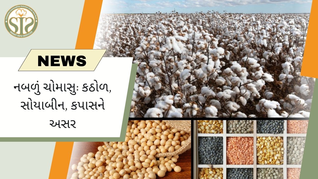 નબળા ચોમાસાને કારણે કઠોળ, સોયાબીન અને કપાસના પાક પર ખતરો