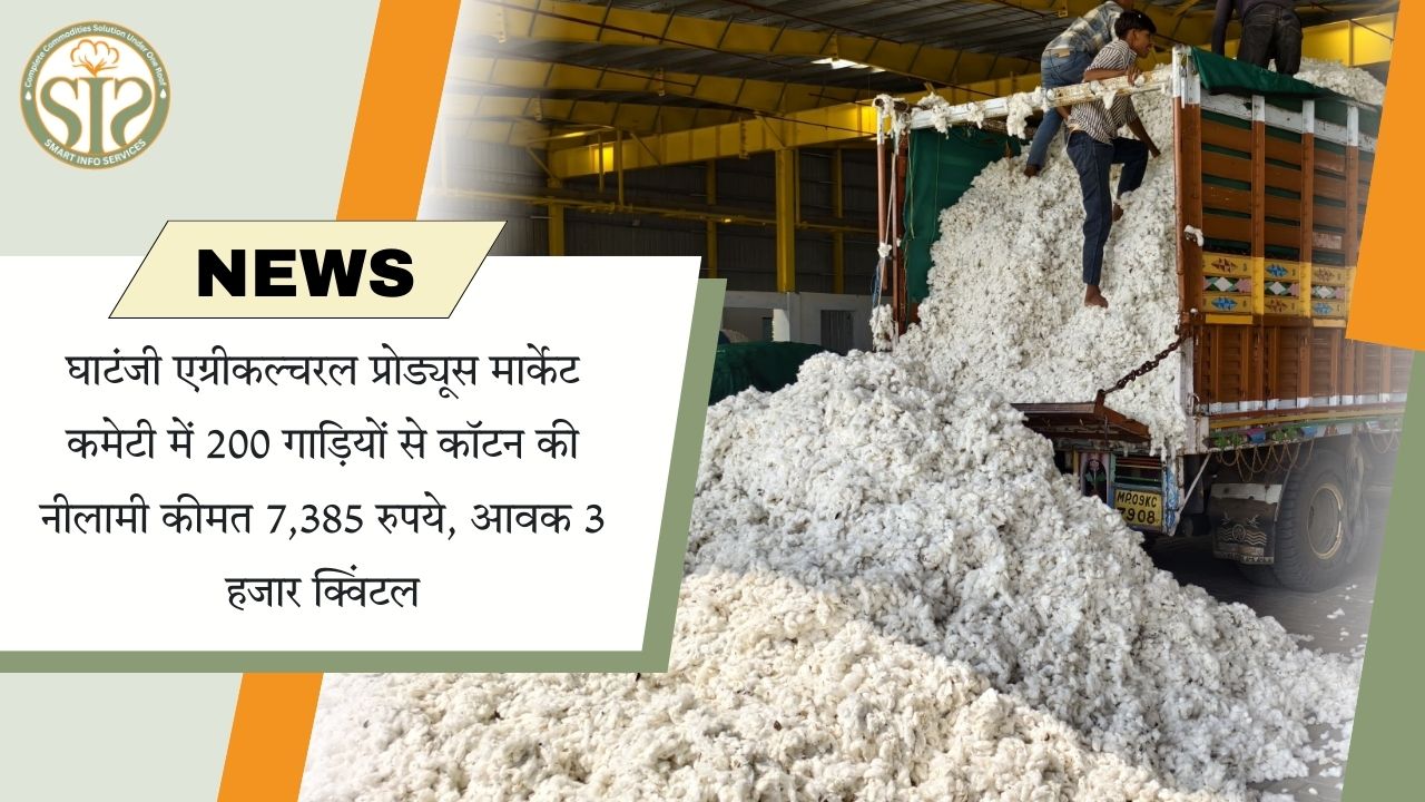 घाटंजी में कॉटन नीलाम 7,385 रु., 3k क्विंटल आवक