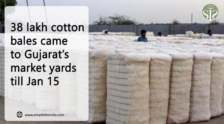 38 lakh cotton bales came to Gujarat’s market yards till Jan 15